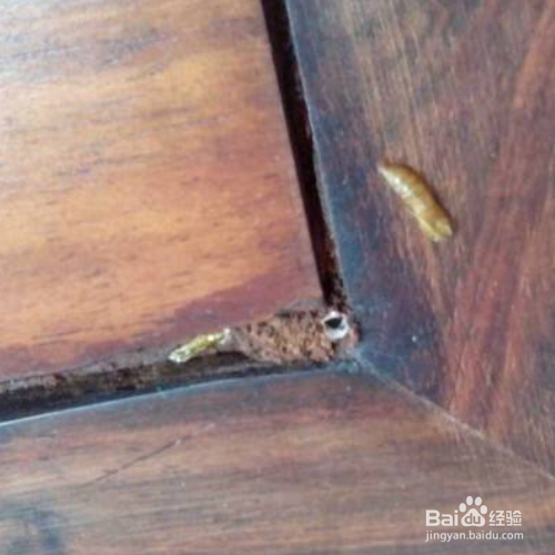 家具长虫子的处理方法与预防措施