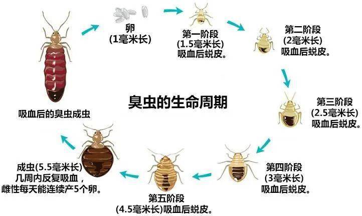 家具、沙发、床出现虫害，应对策略与预防措施
